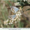 plebejus argus ciscasucasia males1